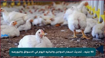 90 جنيه.. تحديث أسعار الدواجن والبانيه اليوم في الأسواق والبورصة